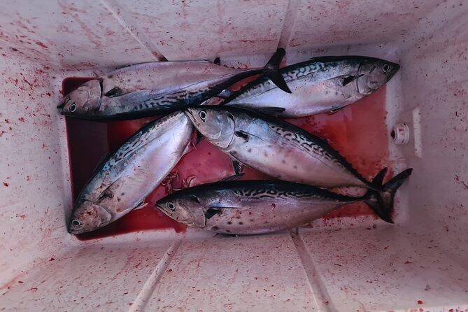 Private Montenegro Fishing Tour - What To Expect