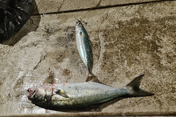 Private Montenegro Fishing Tour - The Sum Up