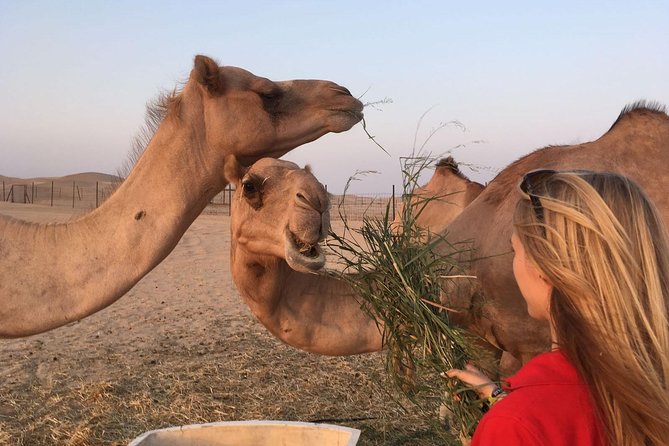 Private Morning Desert Safari - Pricing and Booking