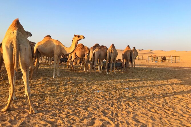 Private Morning Desert Safari - Overview of the Private Morning Desert Safari
