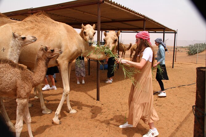 Private Morning Desert Safari, Sandboarding and Camel Ride - Pickup and Drop off Details