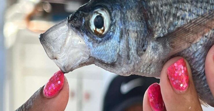 Private Morning Fishing Tour W/ Lunch and Drinks - Languages and Inclusions