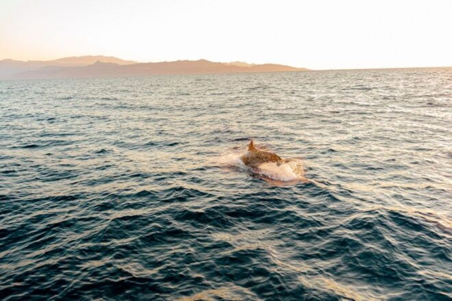 Private Morning Half Day Trip to Dia Island - Host or Greeter Information