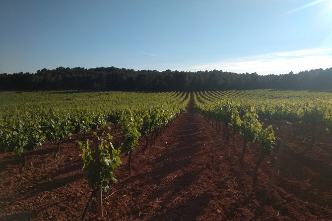Private Morning Wine and Winery Tour and Tasting From Valencia - Wine Tasting in Requena
