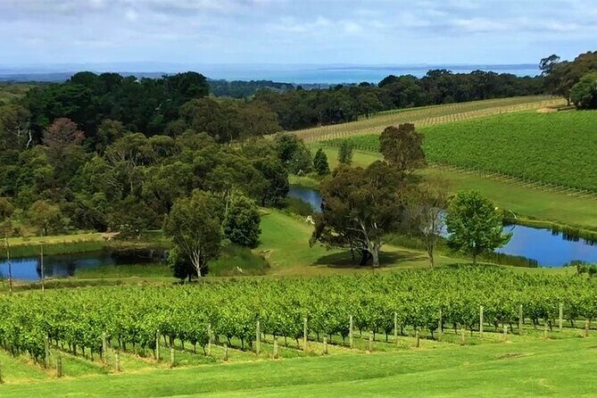 Private Mornington Wine Tour Small Group - Who Will Love This Tour?