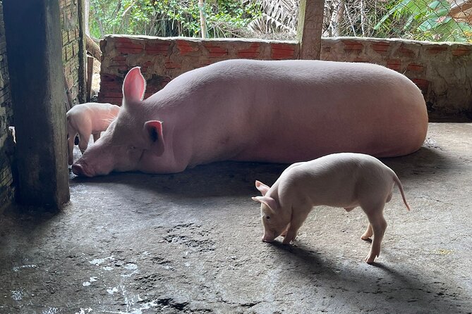 Private Motorbike Tour To Hoi An Rural Villages & River Islands - Tour Details