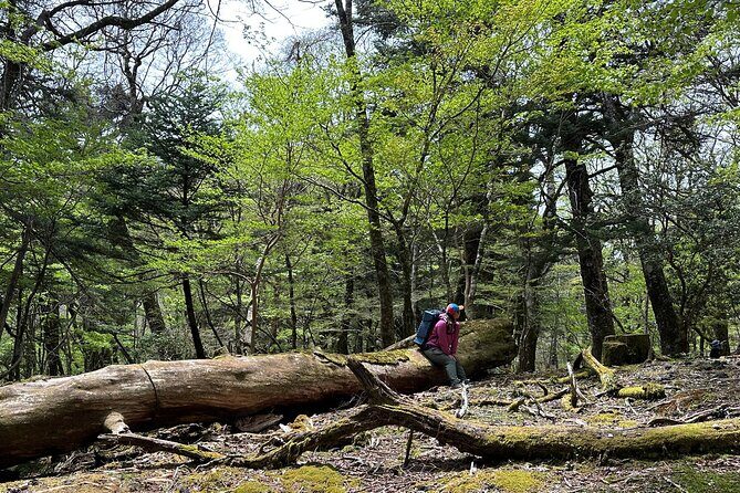 Private Mt Fuji Car and Hiking Experience from Gotemba - Good To Know
