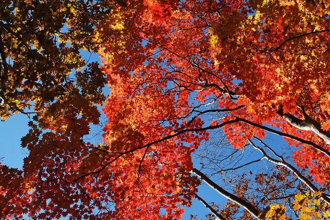 Private Mt Fuji Car and Hiking Experience from Gotemba - Final Thoughts