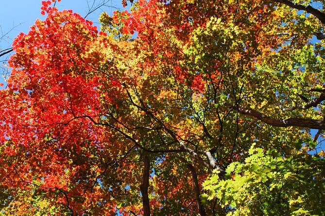 Private Mt Fuji Car and Hiking Experience from Gotemba - A Detailed Look at the Tour Itinerary