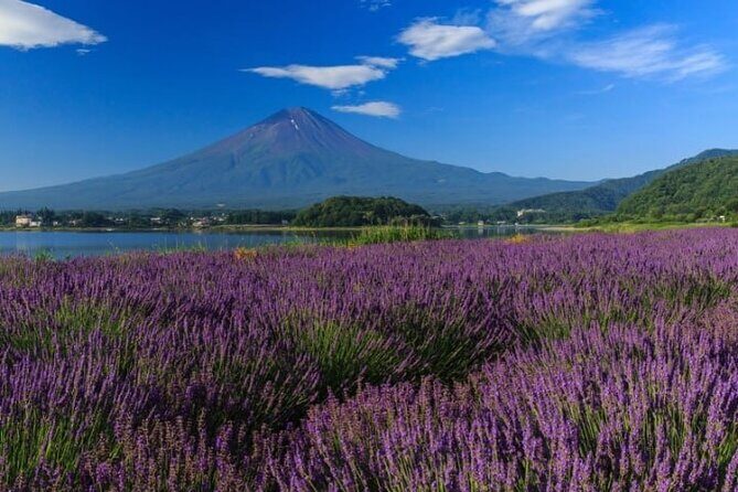 Private Mt Fuji Tour with English Speaking Driver - What Makes This Tour Stand Out?