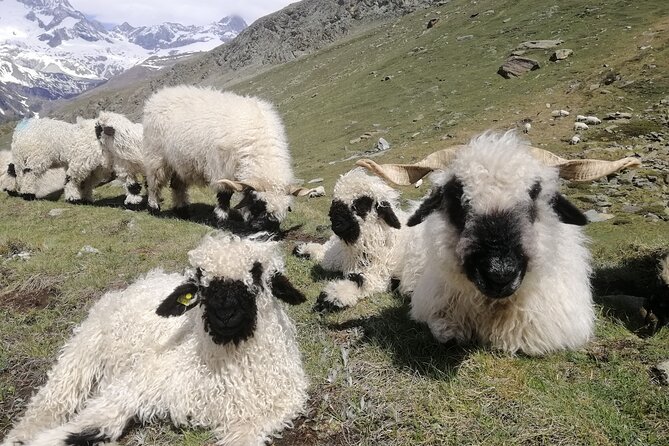 Private Mt. Gornergrat and Zermatt Tour - Common Questions