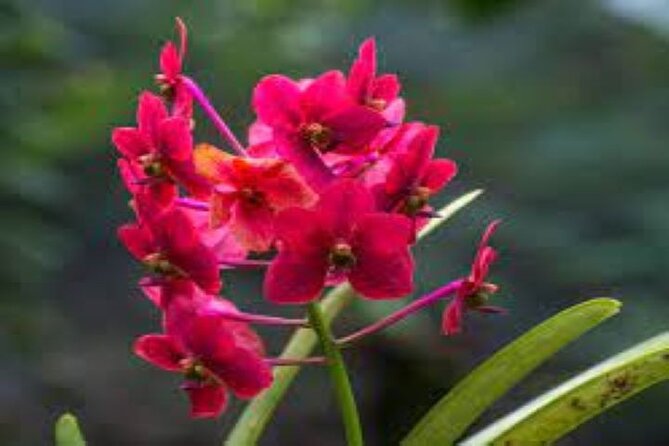 Private Mud Pool and Sleeping Giant Garden Tour - Additional Information