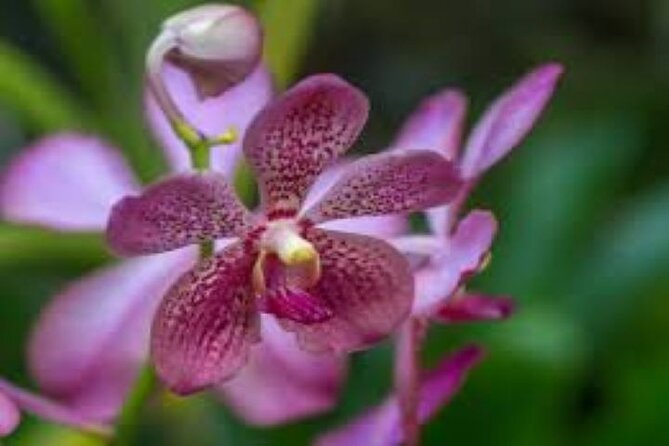 Private Mud Pool and Sleeping Giant Garden Tour - Discover Natural Wonders of Fiji