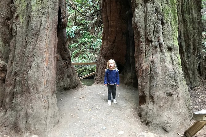 Private Muir Woods and Sausalito Half Day Tour - Tour Overview
