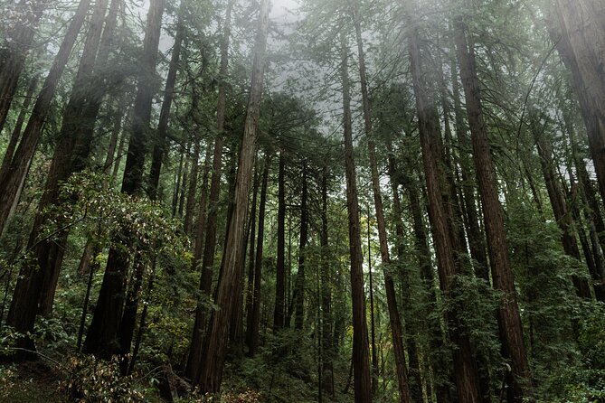 Private Muir Woods and Sausalito Half-Day Tour From San Francisco - Tour Highlights