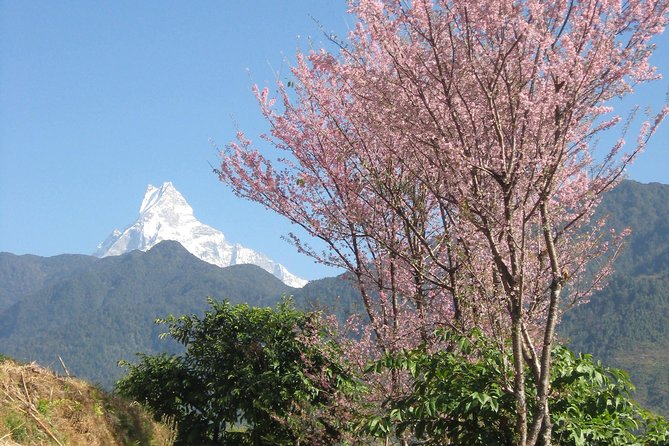Private Multi Day Nepal Poon Hill Trekking Tour - Authentic Reviews