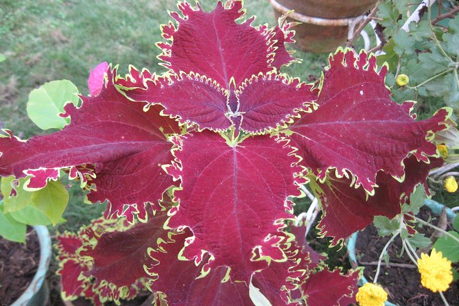 Private Multi Day Nepal Poon Hill Trekking Tour - Questions and Support