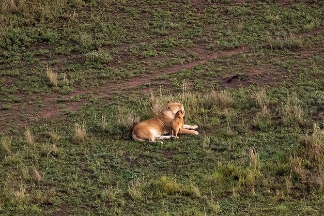 Private Multi Day Safari Tour in Tanzania - Frequently Asked Questions