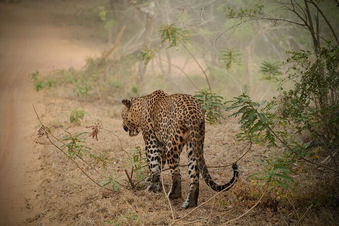 Private Multi Day Sri Lanka Tour with Chauffeur - Good To Know  