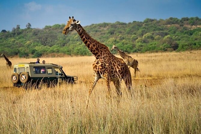 Private Multi-Day Tour in Tanzania Safari - Pickup and Logistics