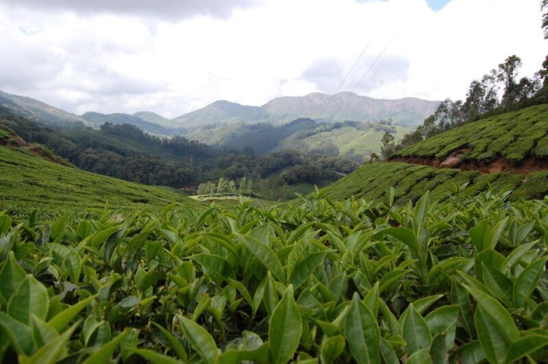 Private Munnar Tea Trek - Final Word