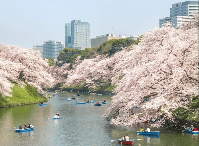 Private Must-see Sakura Journey in Tokyo City - The Sum Up