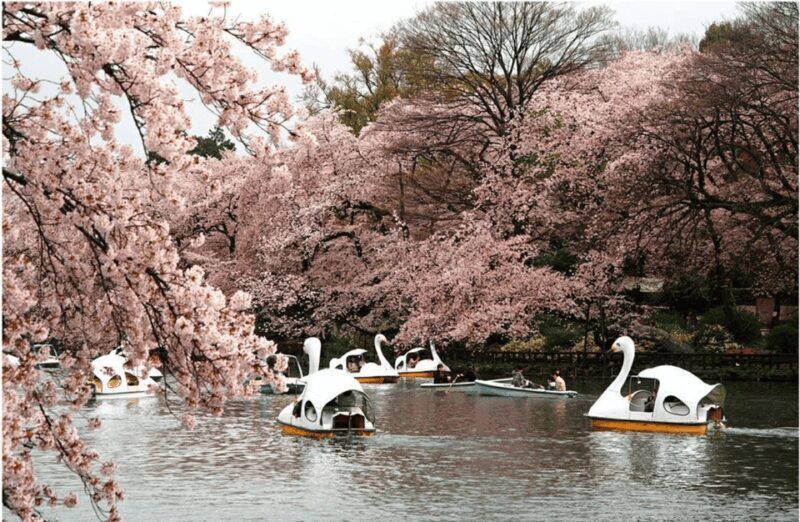 Private Must-see Sakura Journey in Tokyo City - The Itinerary Breakdown