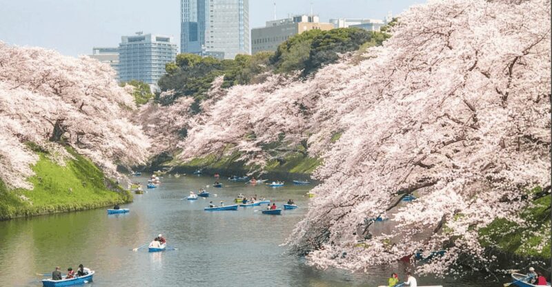 Private Must-see Sakura Journey in Tokyo City - Who Should Consider This Tour?