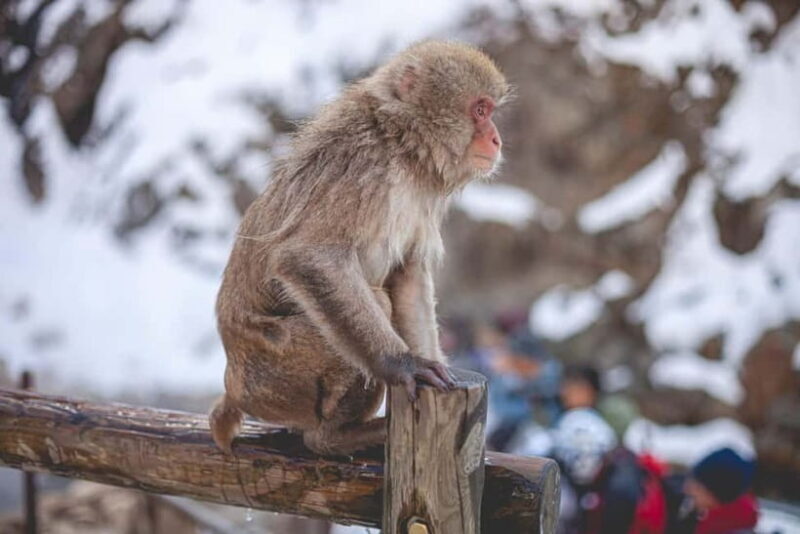 Private Nagano Day Trip: Snow Monkeys & Historic Temples - A Closer Look at the Itinerary
