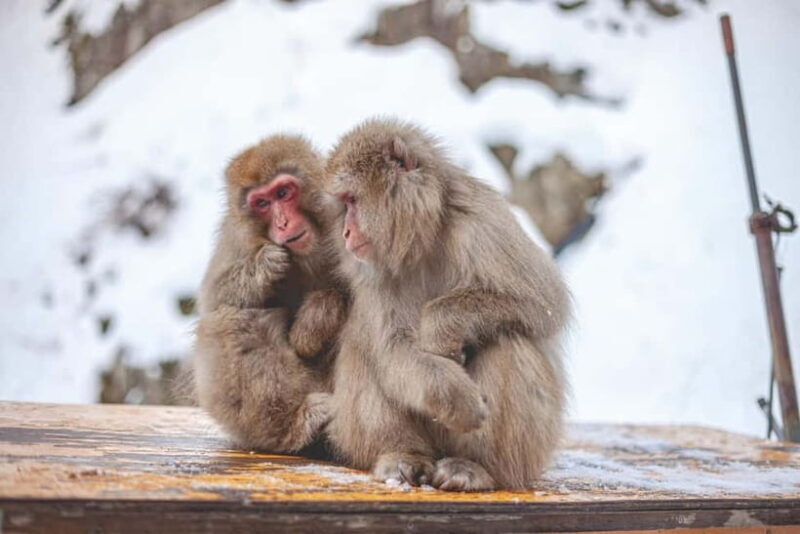 Private Nagano Day Trip: Snow Monkeys & Historic Temples - FAQ