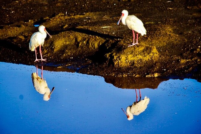 Private Nairobi Day Tour. NN Park, Giraffe Center, Bomas of Kenya - Reviews and Ratings