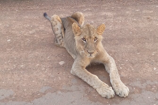 Private Nairobi Day Tour. NN Park, Giraffe Center, Bomas of Kenya - Tour Itinerary