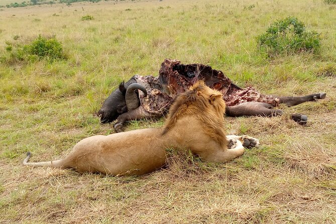 Private Nairobi Day Tour. NN Park, Giraffe Center, Bomas of Kenya - Visited Locations Description