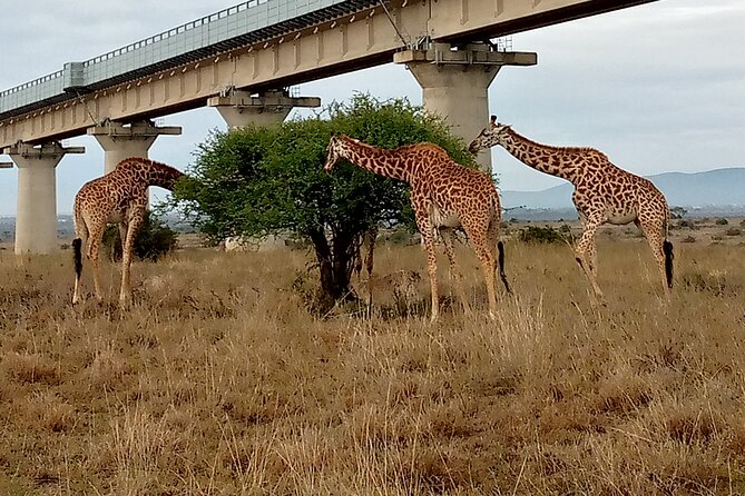 Private Nairobi Day Tour. NN Park, Giraffe Center, Bomas of Kenya - Booking and Cancellation Instructions