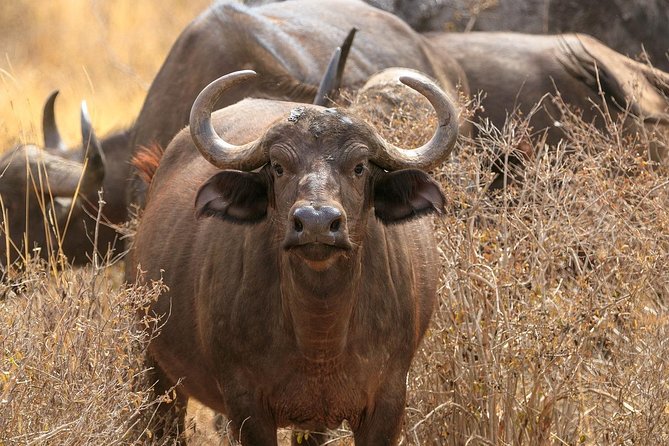 Private Nairobi Tours: 6.a.m-1.pm Nairobi Park/elephant& Giraffe Sanctuaries - Cancellation Policy