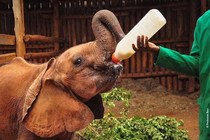 Private Nairobi Tours: 6.a.m-1.pm Nairobi Park/elephant& Giraffe Sanctuaries - Frequently Asked Questions