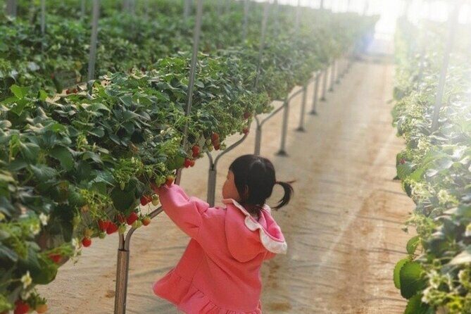Private Nami Island and Organic Strawberry Farm Tour - Value and Practical Insights  