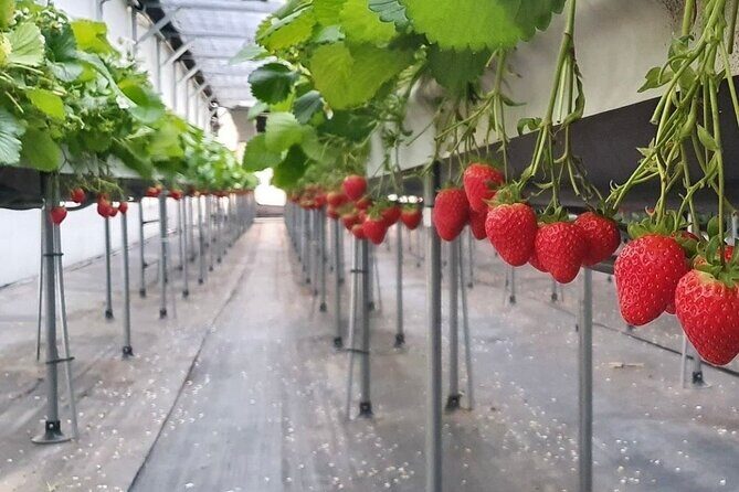 Private Nami Island and Organic Strawberry Farm Tour - The Sum Up  