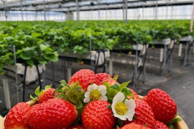 Private Nami Island and Organic Strawberry Farm Tour - Practical Details and What to Expect