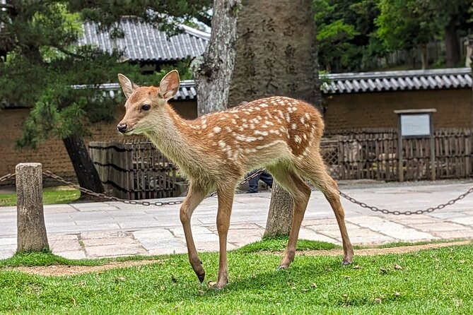 Private Nara E-Bike - Family Tour With Lunch - Meeting Point Details