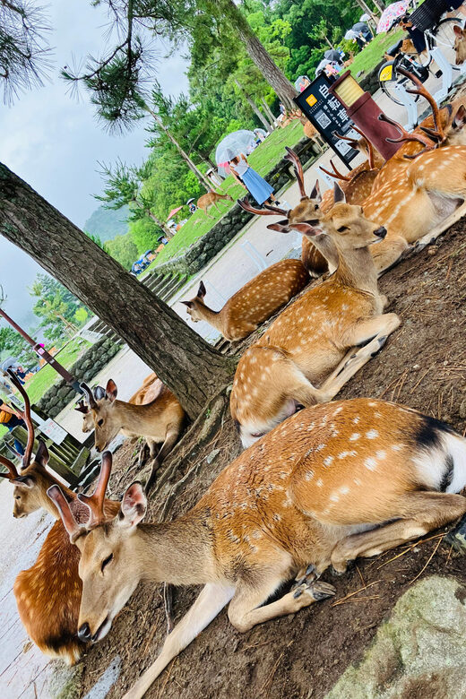 Private Nara Tour from Osaka  Meet at Your Hotel - Final Thoughts: Is It Worth It?