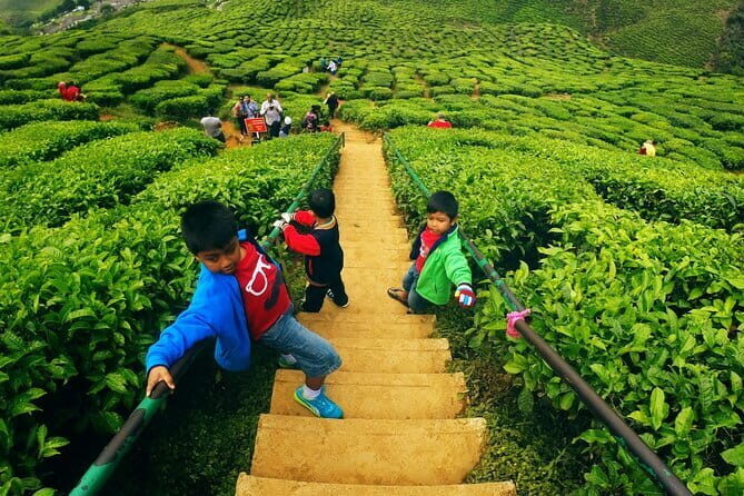 Private Nature Trip to Cameron Highlands from Kuala Lumpur - The Highlights: What You’ll Visit and Why