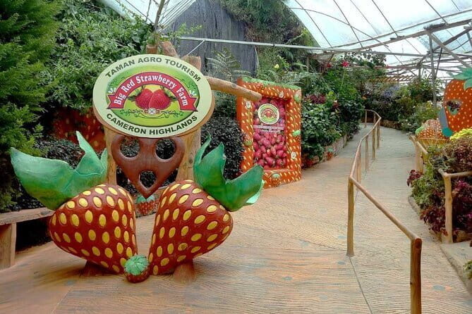 Private Nature Trip to Cameron Highlands from Kuala Lumpur - Authentic Insights & What Travelers Say