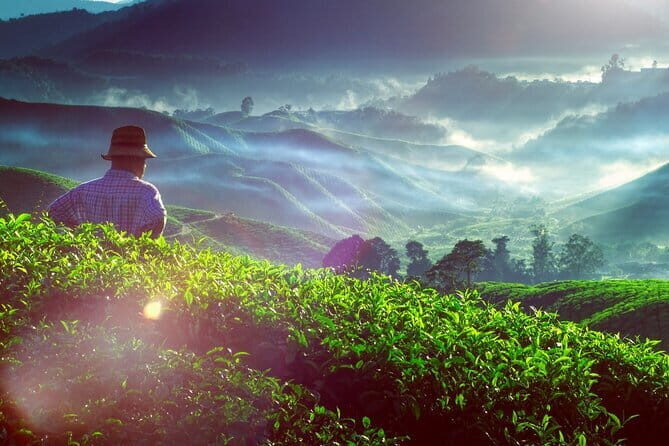 Private Nature Trip to Cameron Highlands from Kuala Lumpur - What Makes This Tour Stand Out