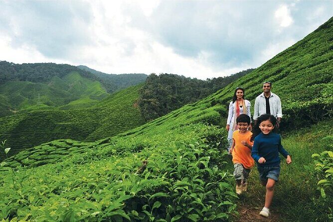 Private Nature Trip to Cameron Highlands from Kuala Lumpur - Journey to Malaysia’s Cool Haven: The Itinerary in Detail  