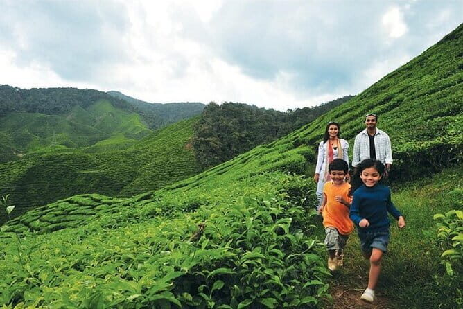 Private Nature Trip to Cameron Highlands from Kuala Lumpur - Good To Know