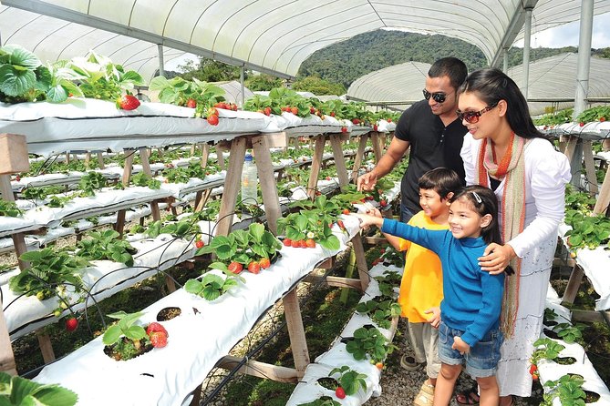 Private Nature Trip to Cameron Highlands From Kuala Lumpur - Logistics