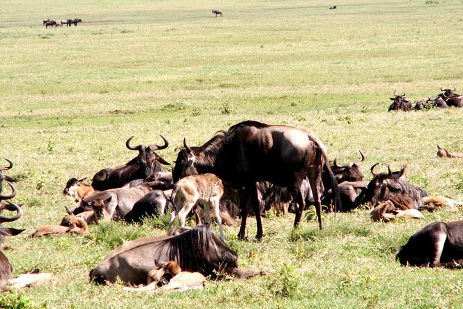 Private Ngorongoro and Tarangire 3-Day Safari From Zanzibar - Tour Highlights