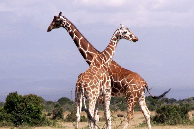 Private Ngorongoro and Tarangire 3-Day Safari From Zanzibar - Inclusions