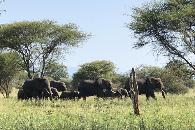 Private Ngorongoro and Tarangire 3-Day Safari From Zanzibar - Pickup Details